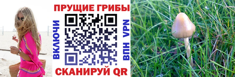 Псилоцибиновые грибы Psilocybine cubensis  Серафимович 